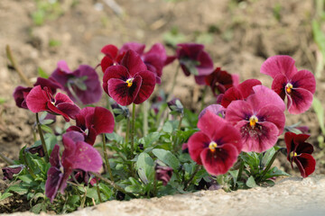 Red pansy flower cultivated in garden soil.