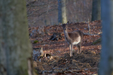 Fallow deer,, dama dama,, in amazing Carpathian forest, Slovakia