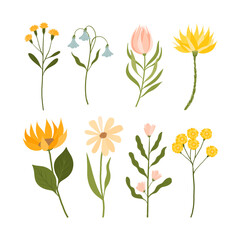 set of colorful flowers. poster with delicate plants. different flowers and buds. botanical poster.