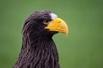 Steller's Sea Eagle - Haliaeetus pelagicus, beautiful iconic large eagle from Eastern Asia sea coasts, Pacific ocean, Japan.