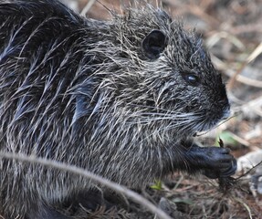 Nutria