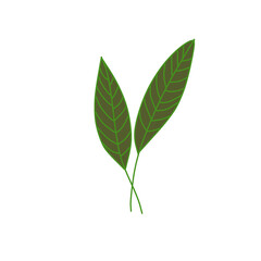 green leaf isolated on white background