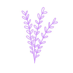 lavender flowers isolated on white background