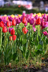 close up beautiful sweet red and purple pastel color tulips blooming in outdoor garden background