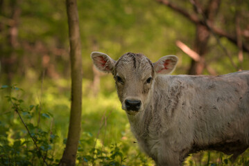 Obraz na płótnie Canvas Portrait of two beautiful young cattle sitting in the garden in spring season. Animal from the farm making part of Bovidae family in the green forest