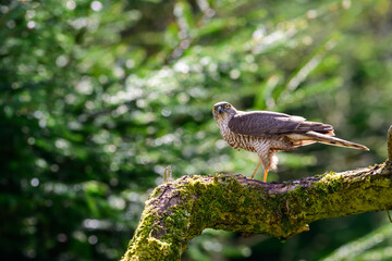 Sparowhawk, Acipiter Nisus, Perched on a moss covered branch