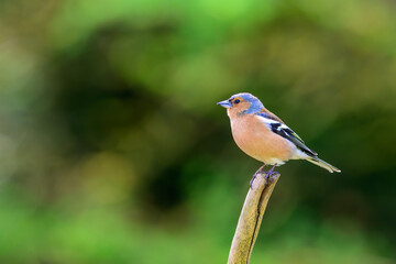 Male Chaffinch, Fringilla coelebs, perched on a dead tree branch