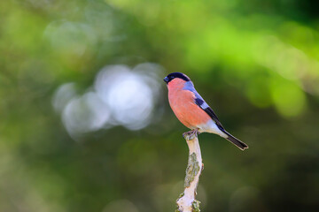 Male Bullfinch, Pyrrhula pyrrhula, perched on a dead tree branch