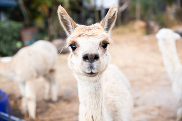 white alpaca staring at the camera with other alpacas in the background