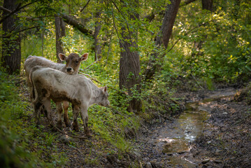 Fototapeta premium Two beautiful young cattle sitting in the farm garden in spring season