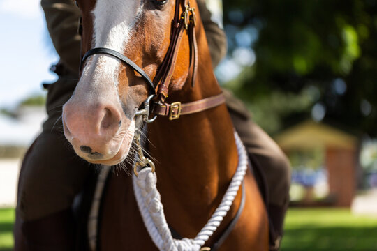 Horse of mounted trooper in park after ANZAC Day parade