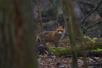 Fox ,,vulpes vulpes,, in deep Danubian forest, Slovakia