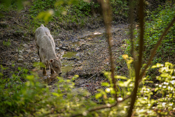 a calf drinking water from the river in spring season in the forest