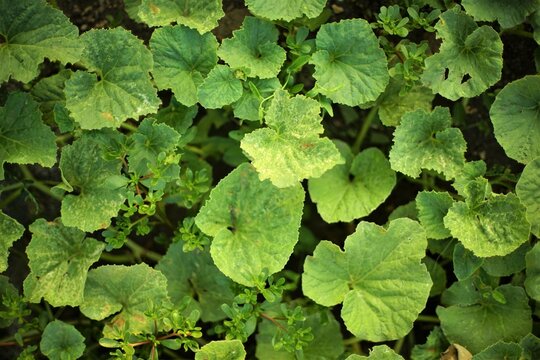 Green leaves of watermelon growing in the summer garden on the soil