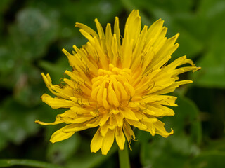 Macro photography with yellow dandelion flower.