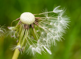 Macro photography with an old dandelion.
