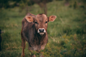 Portrait of two beautiful young cattle sitting in the garden in spring season. Animal from the farm making part of Bovidae family in the green forest