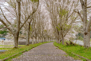 轟地区桜並木の風景（湧水町）