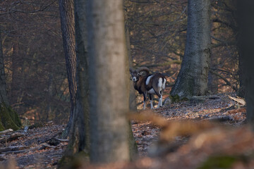 European mouflon ,,Ovis aries musimon,, in deep Carpathian forest, Slovakia