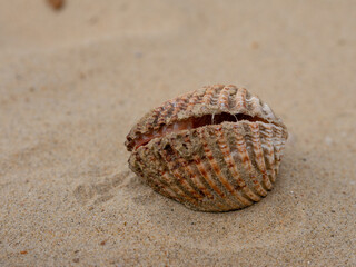 Washed up Shellfish on a UK beach. 