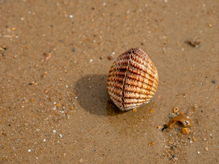 Washed up Shellfish on a UK beach. 