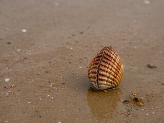 Fototapeta na wymiar Washed up Shellfish on a UK beach. 