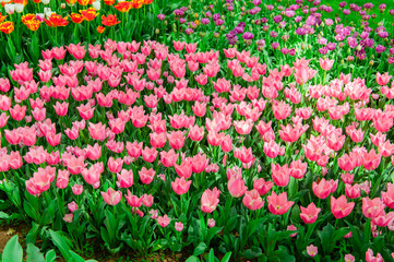 チューリップ畑