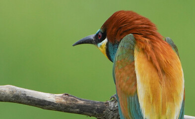 Bee-eater looks strange