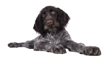Young brown and white German wirehaired pointer dog pup, laying down. Looking straight to camera. Isolated cutout on a transparent background.