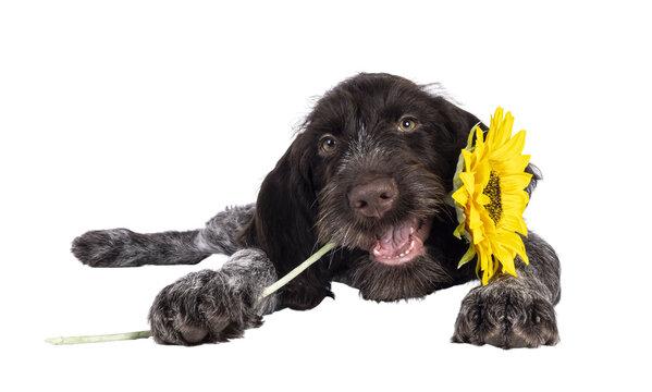 Young brown and white German wirehaired pointer dog pup, laying down holding sunfloer in mouth. Looking straight to camera. Isolated cutout on a transparent background.