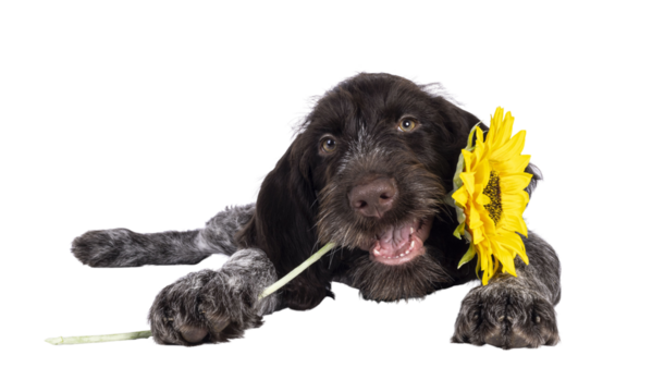 Young brown and white German wirehaired pointer dog pup, laying down holding sunfloer in mouth. Looking straight to camera. Isolated cutout on a transparent background.