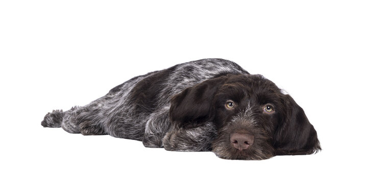 Young brown and white German wirehaired pointer dog pup, laying down head down. Looking straight to camera. Isolated cutout on a transparent background.