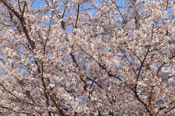 満開の桜