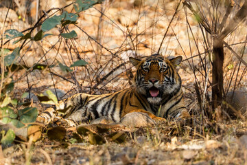 a sub adult royal bengal tiger relaxing under the shade in Ranthambore national park rajasthan india