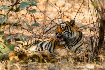 a sub adult royal bengal tiger relaxing under the shade in Ranthambore national park rajasthan india