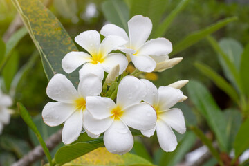 Obraz na płótnie Canvas White Plumeria, Frangipani or Temple Tree bloom with drops after rain in the garden.