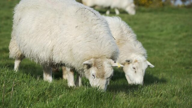 Close on sheep grazing on spring grass in afternoon light