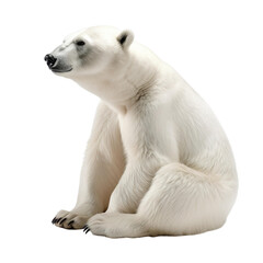 animal polar bear sitting on a transparent background, Generative ai 