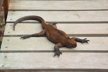 Marine Iguana on Isabela island of Galapagos islands, Ecuador, South America
