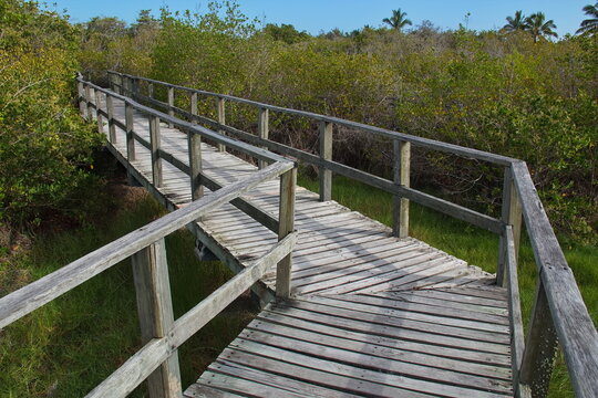 Boardwalk at Poza Puerta del Jeli on Isabela island of Galapagos islands, Ecuador, South America
