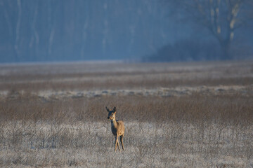 Roe deer ,,Capreolus capreolus,, in its natural environment, Slovakia