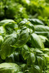 Fresh green basil. Close up.