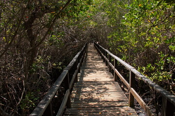 Hiking track to El Manglar at Puerto Villamil on Isabela island of Galapagos islands, Ecuador, South America
