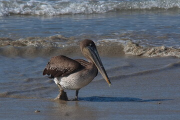Brown pelican on the beach at Puerto Villamil on Isabela island of Galapagos islands, Ecuador, South America
