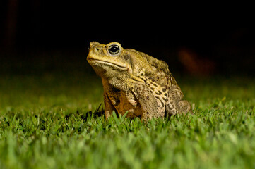 Cane toad sitting on the grass at night