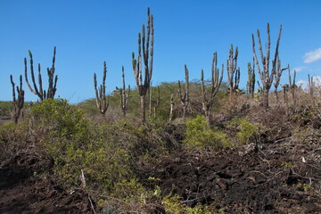 Cactus plants at Puerto Villamil on Isabela island of Galapagos islands, Ecuador, South America
