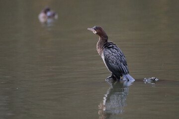 Pygmy cormorant ,,Microcarbo pygmeus,, in amazing Danube river, Slovakia