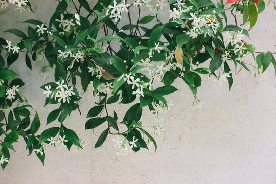 Jasminum sambac shrub produces charming little star-shaped white blooms. Exceptionally fragrant white little flowers among green foliage in spring garden. Sampaguita Jasmine or Arabian Jasmine flower.