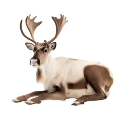 animal Caribou sitting on transparent background, generative Ai