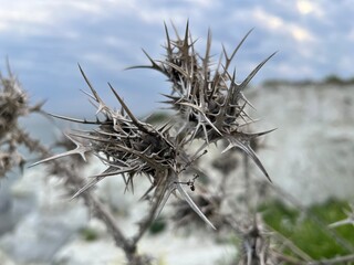 dry thorns of a plant against a white sea cliff